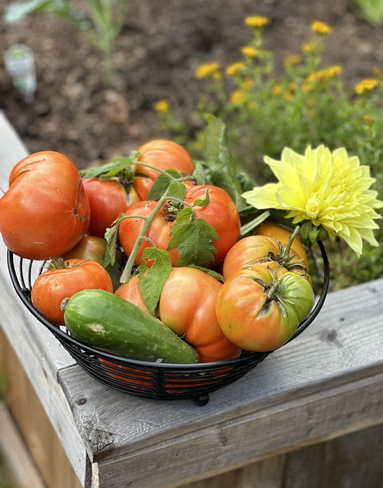 gardening_tomatoes